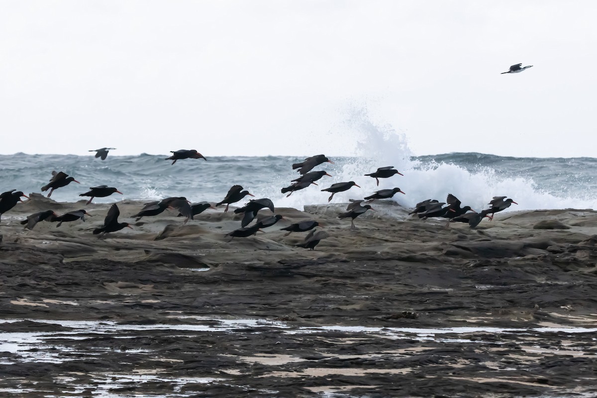 オーストラリアクロミヤコドリ - ML644979961