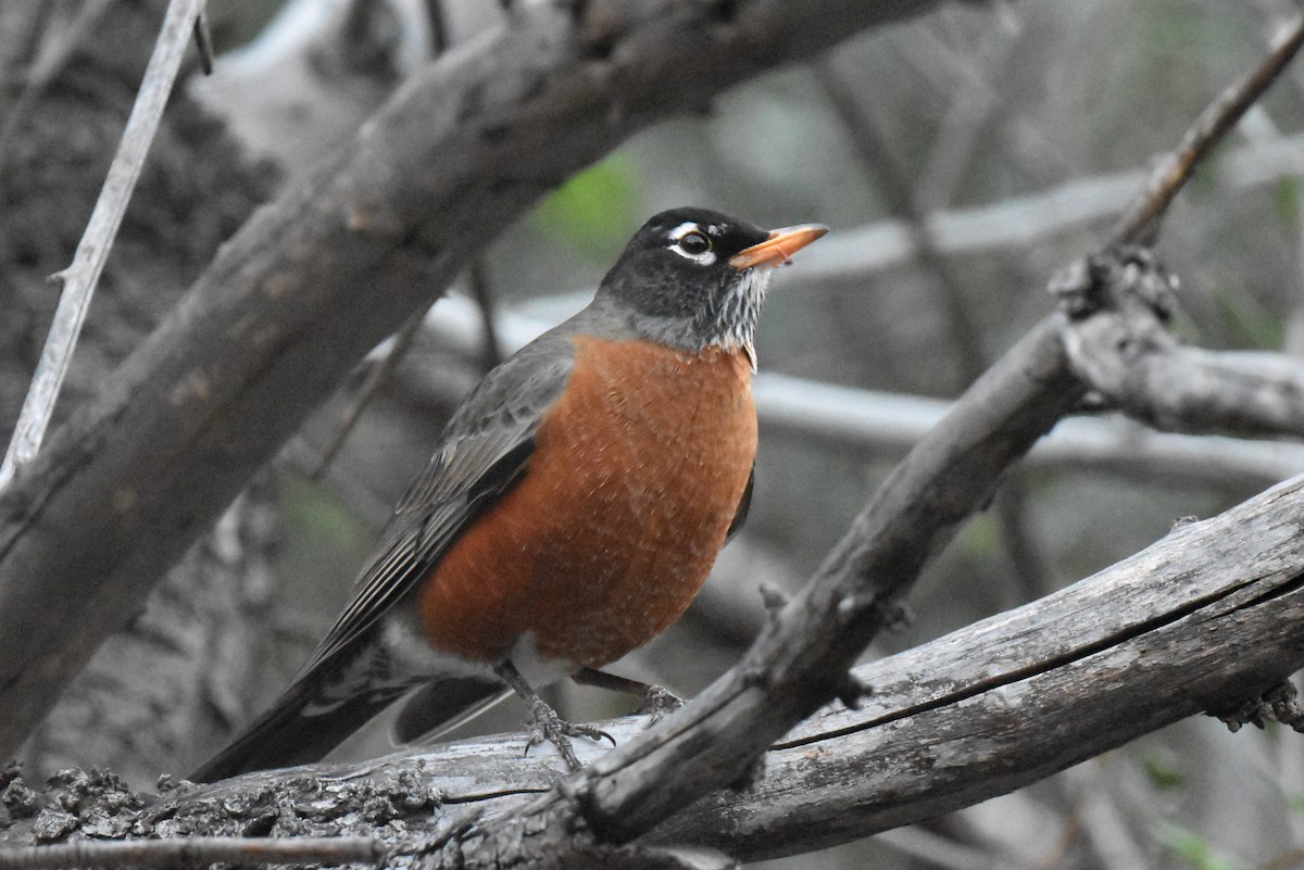 コマツグミ - ML644979962