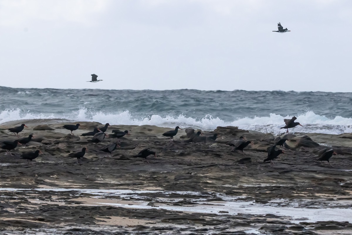 オーストラリアクロミヤコドリ - ML644979963