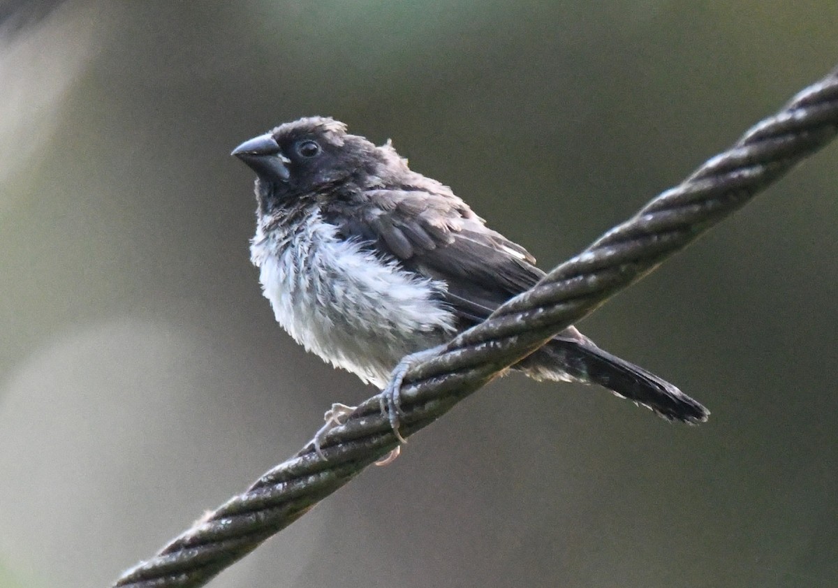 コシジロキンパラ - ML644979964