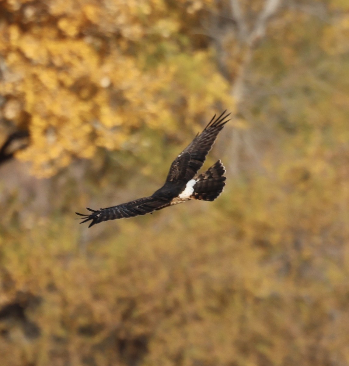 アメリカハイイロチュウヒ - ML644979965