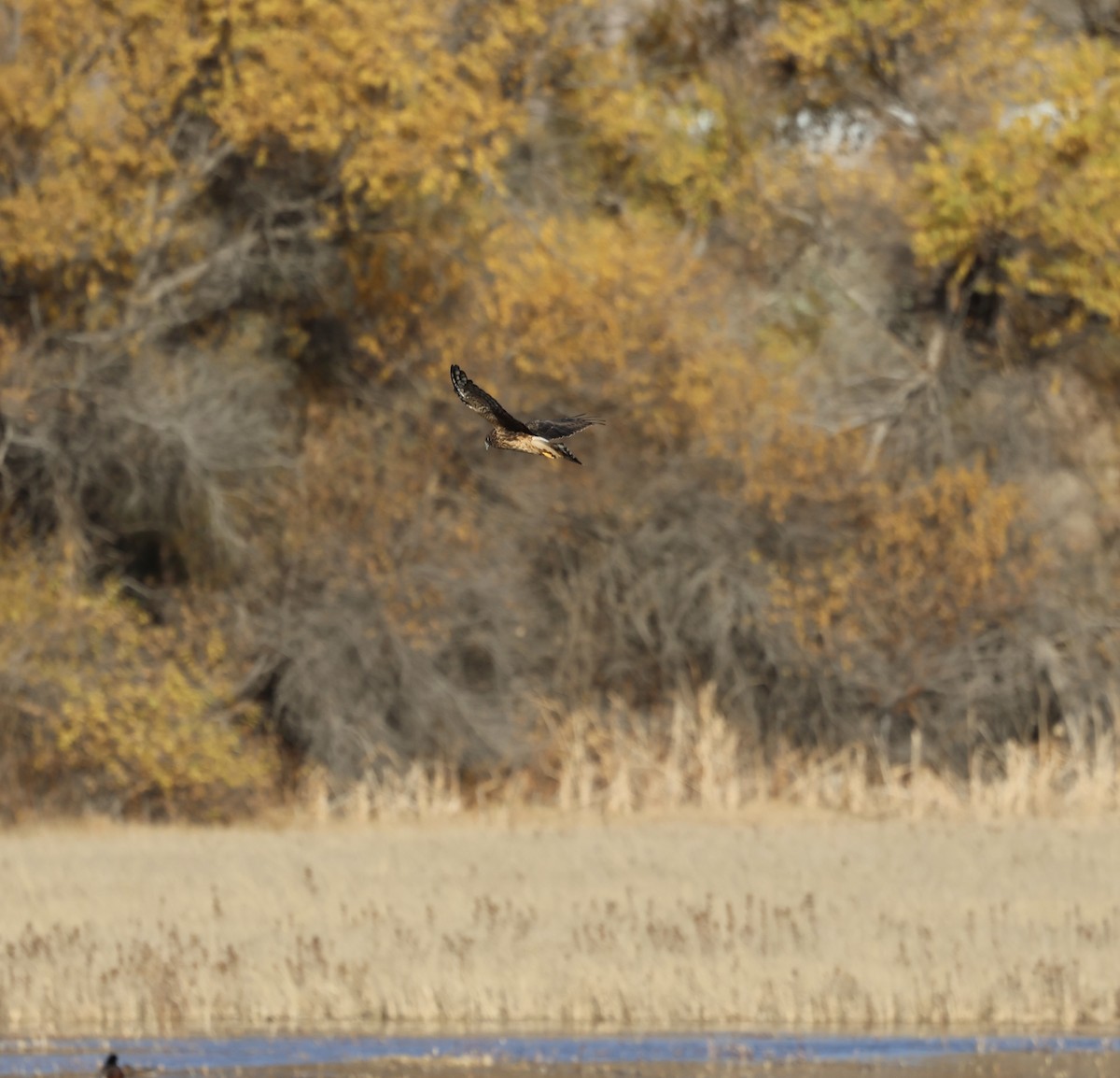 アメリカハイイロチュウヒ - ML644979966