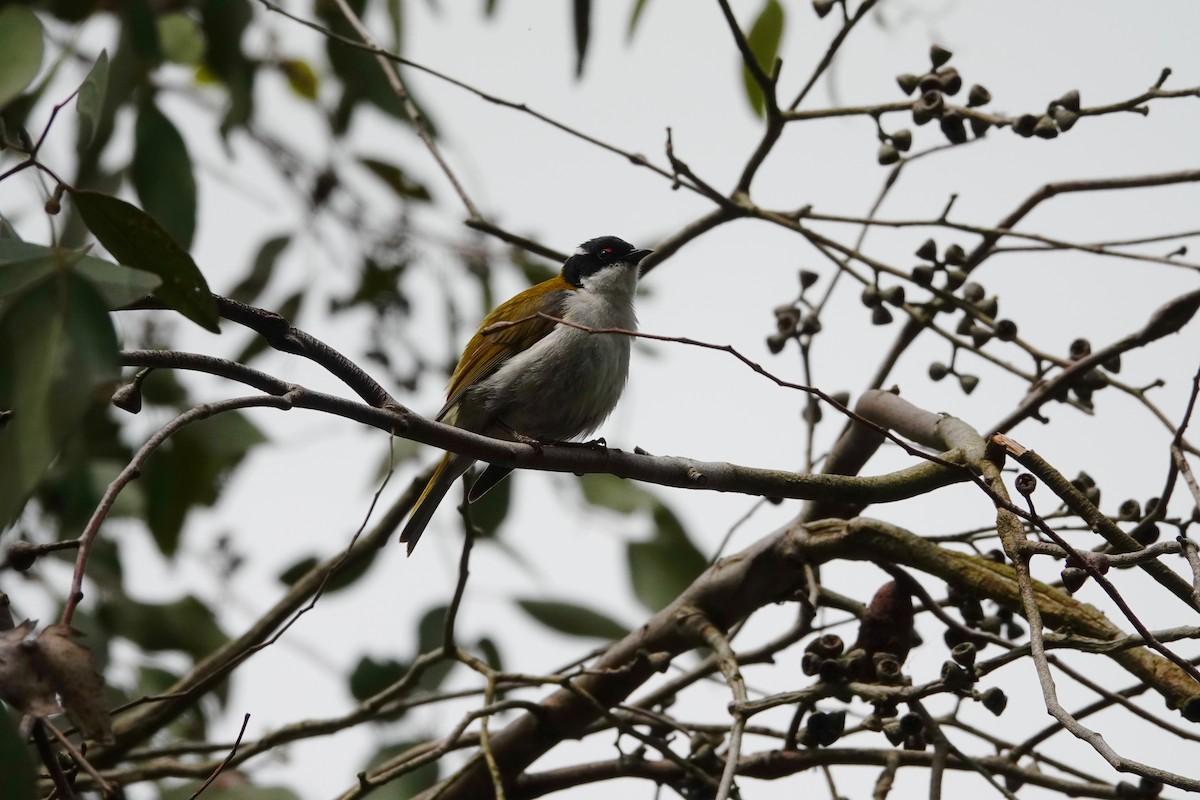 White-naped Honeyeater - ML644979999