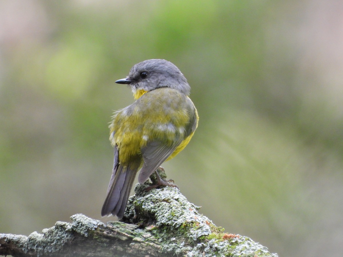 Королець жовтий - ML644980008