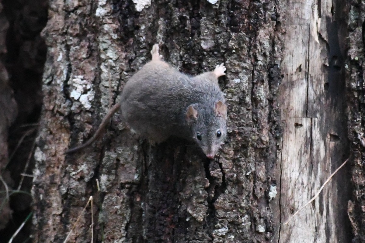 Yellow-footed Antechinus - ML644980036