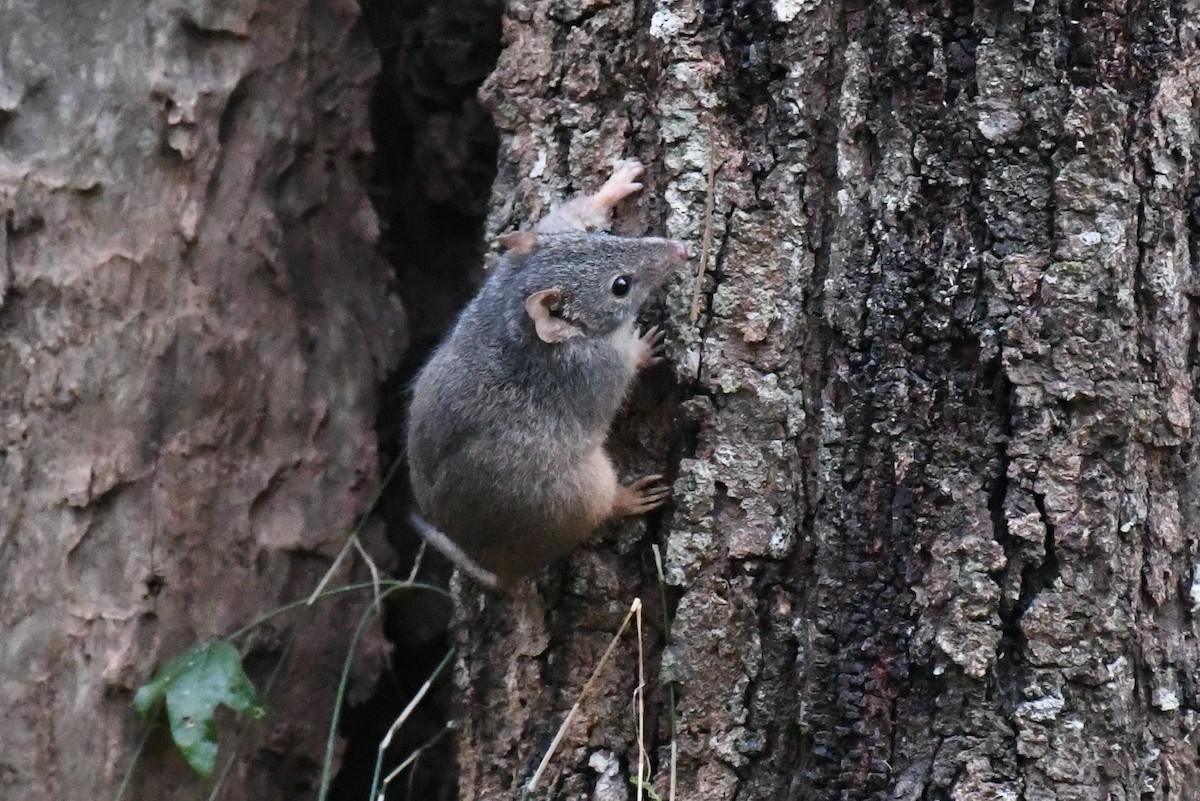 Yellow-footed Antechinus - ML644980037