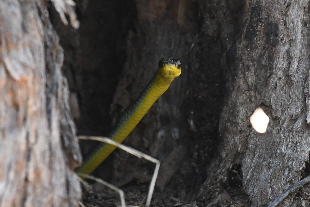 Common Tree Snake - ML644980077