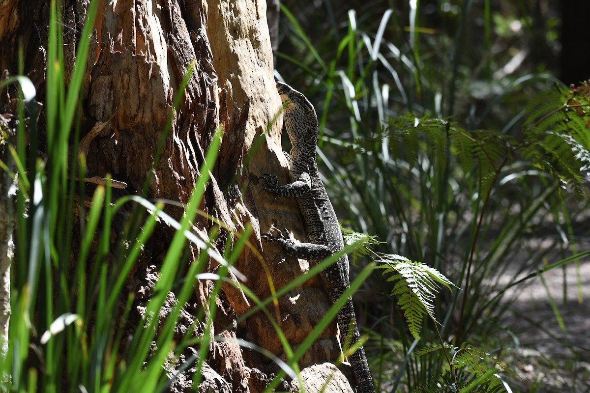 Lace Monitor - ML644980115