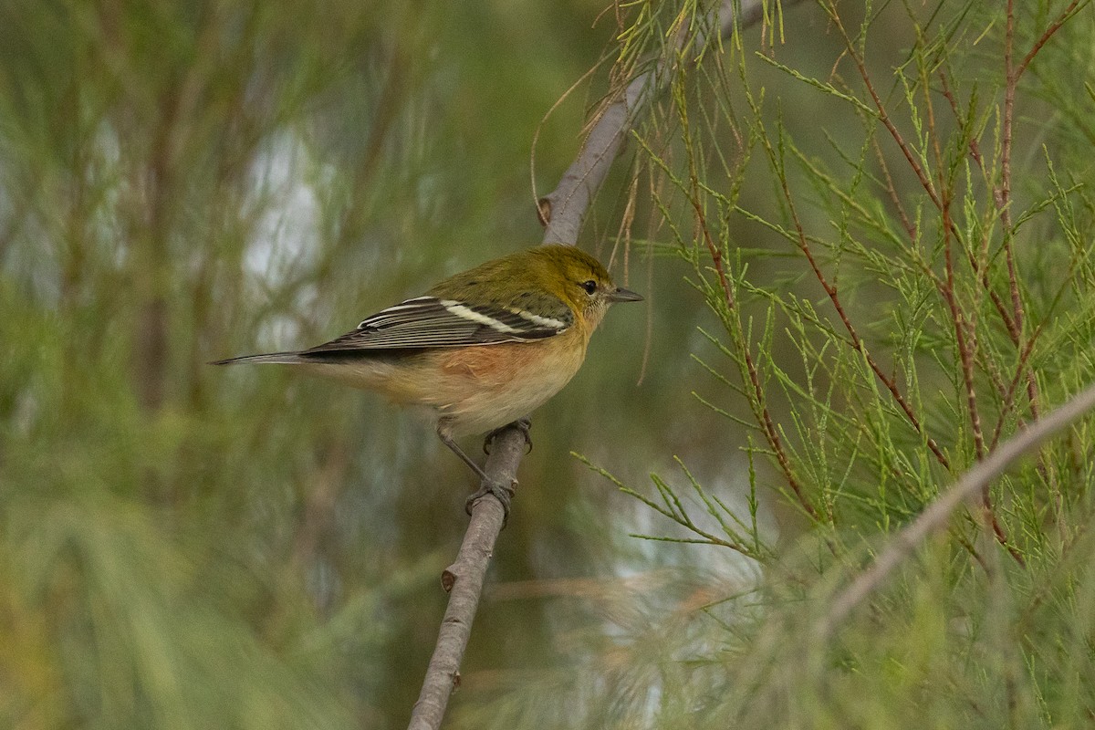 Reinita Castaña - ML644980116