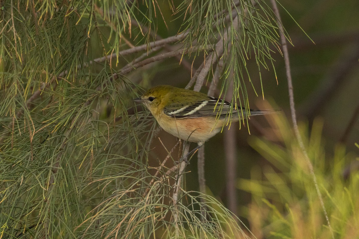 Reinita Castaña - ML644980119