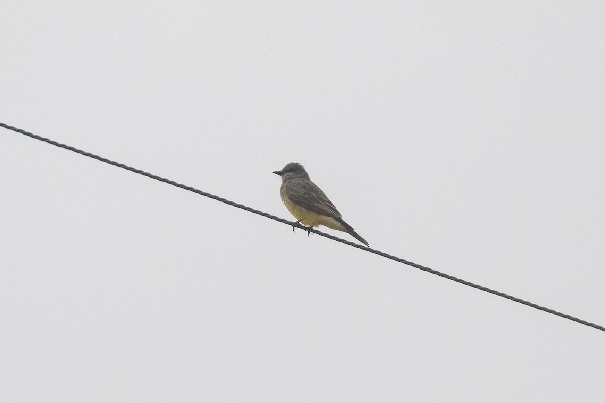 Tirano Gritón - ML644980122