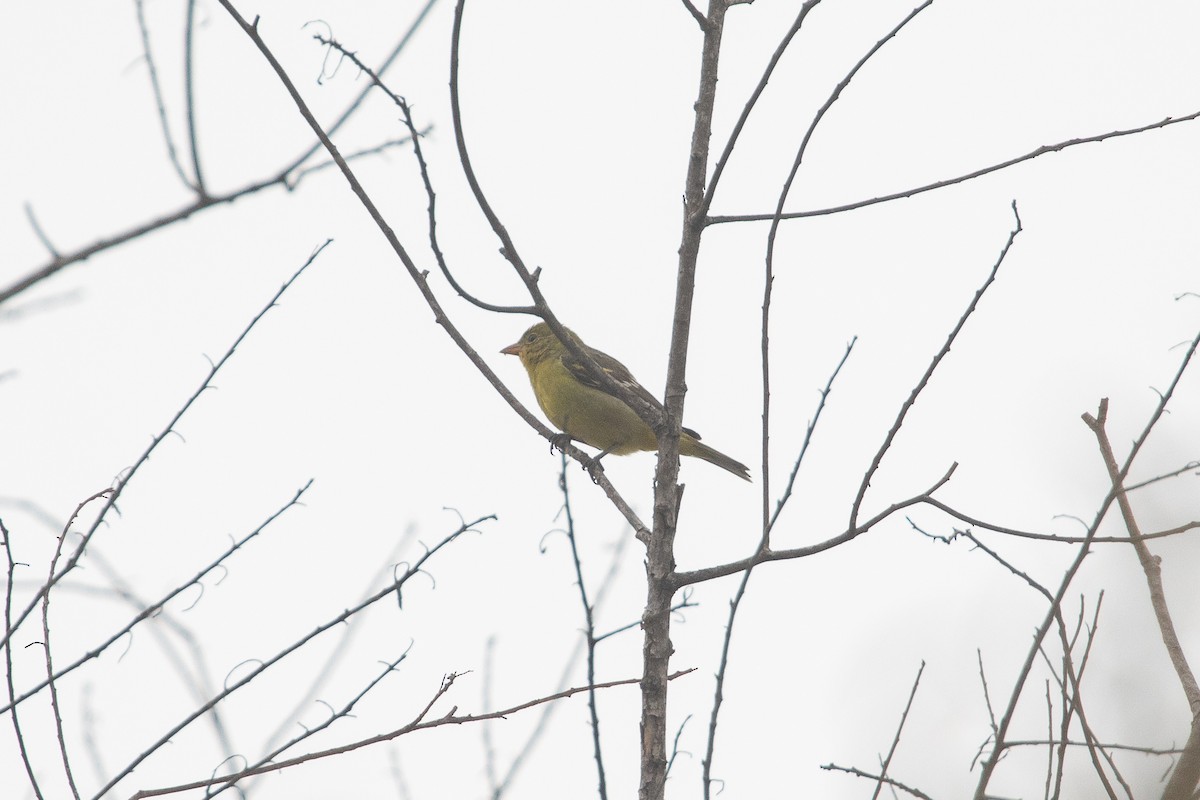 Piranga Carirroja - ML644980125