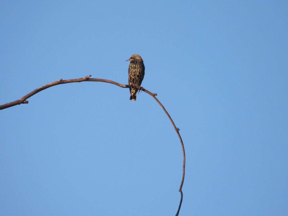 European Starling - ML644980137