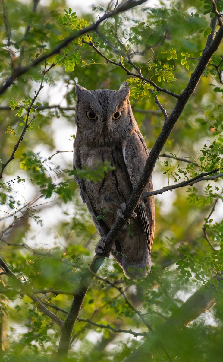 Pallid Scops-Owl - ML644980138