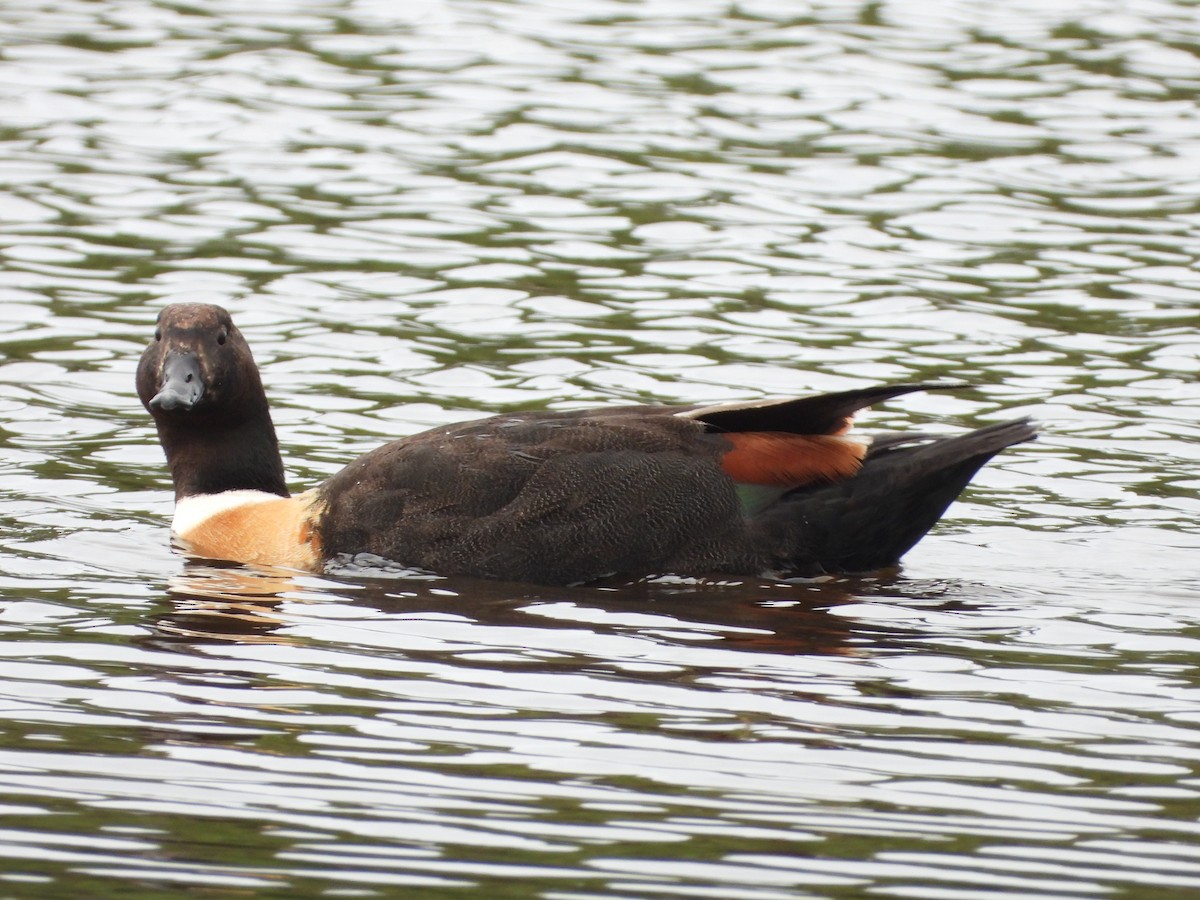 Australian Shelduck - ML644980145