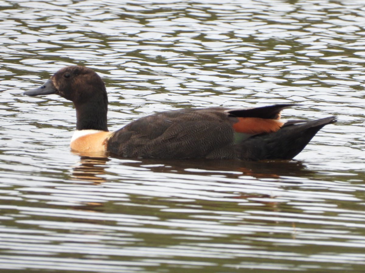 Australian Shelduck - ML644980158