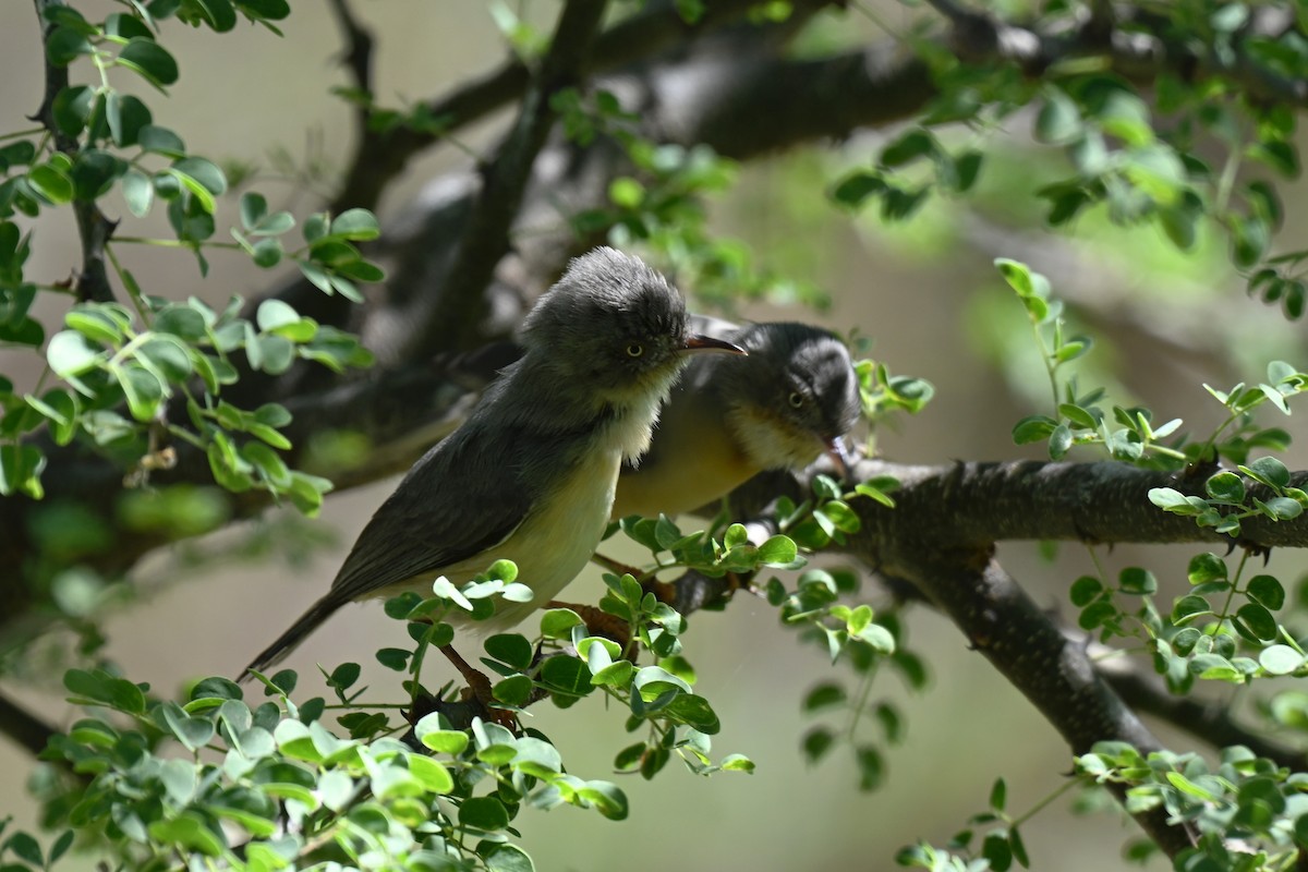 Burnt-neck Eremomela - ML644980160