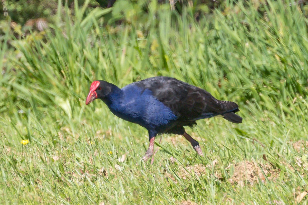 Australasian Swamphen - ML644980164
