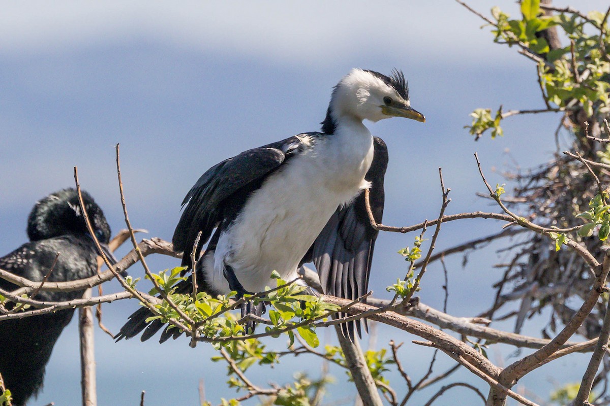 Little Pied Cormorant - ML644980168