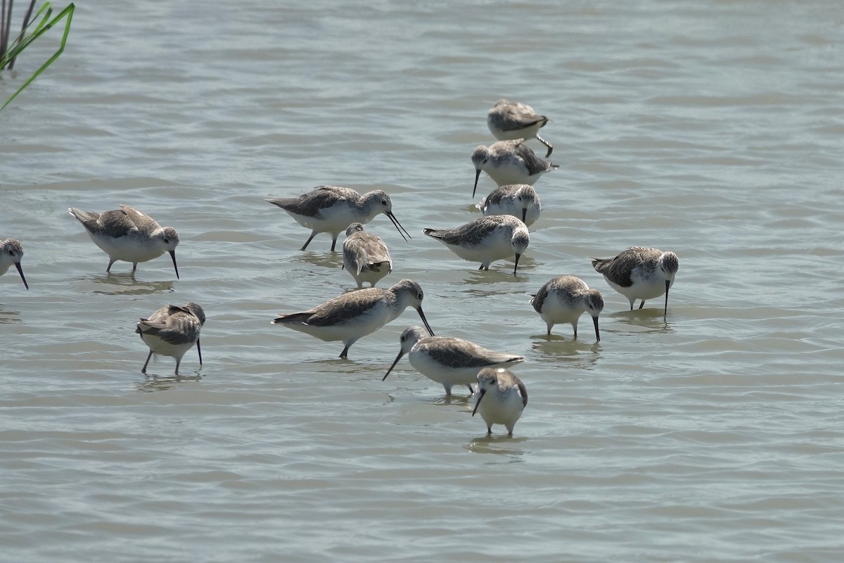 Albastrello - ML644980175