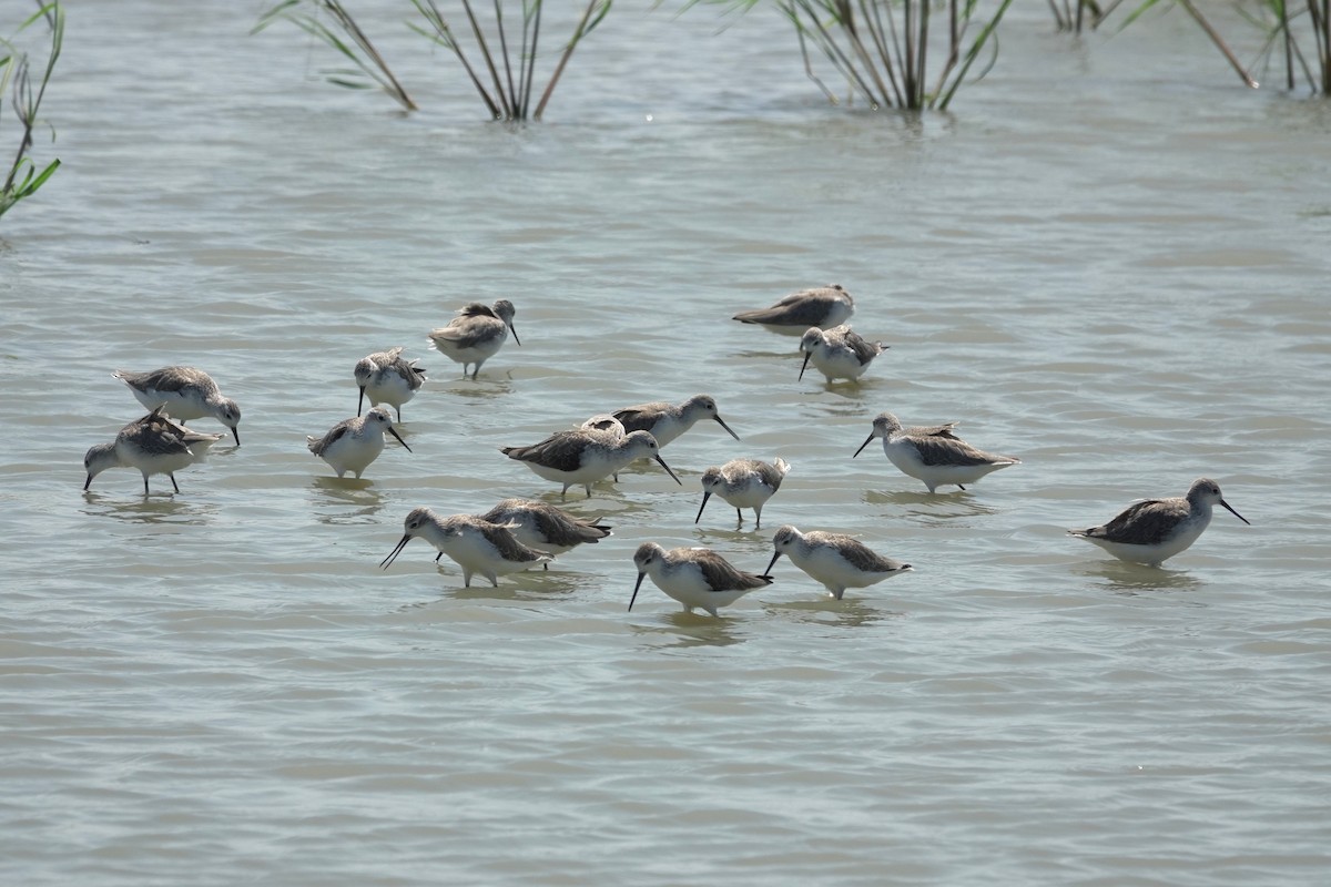 Albastrello - ML644980176