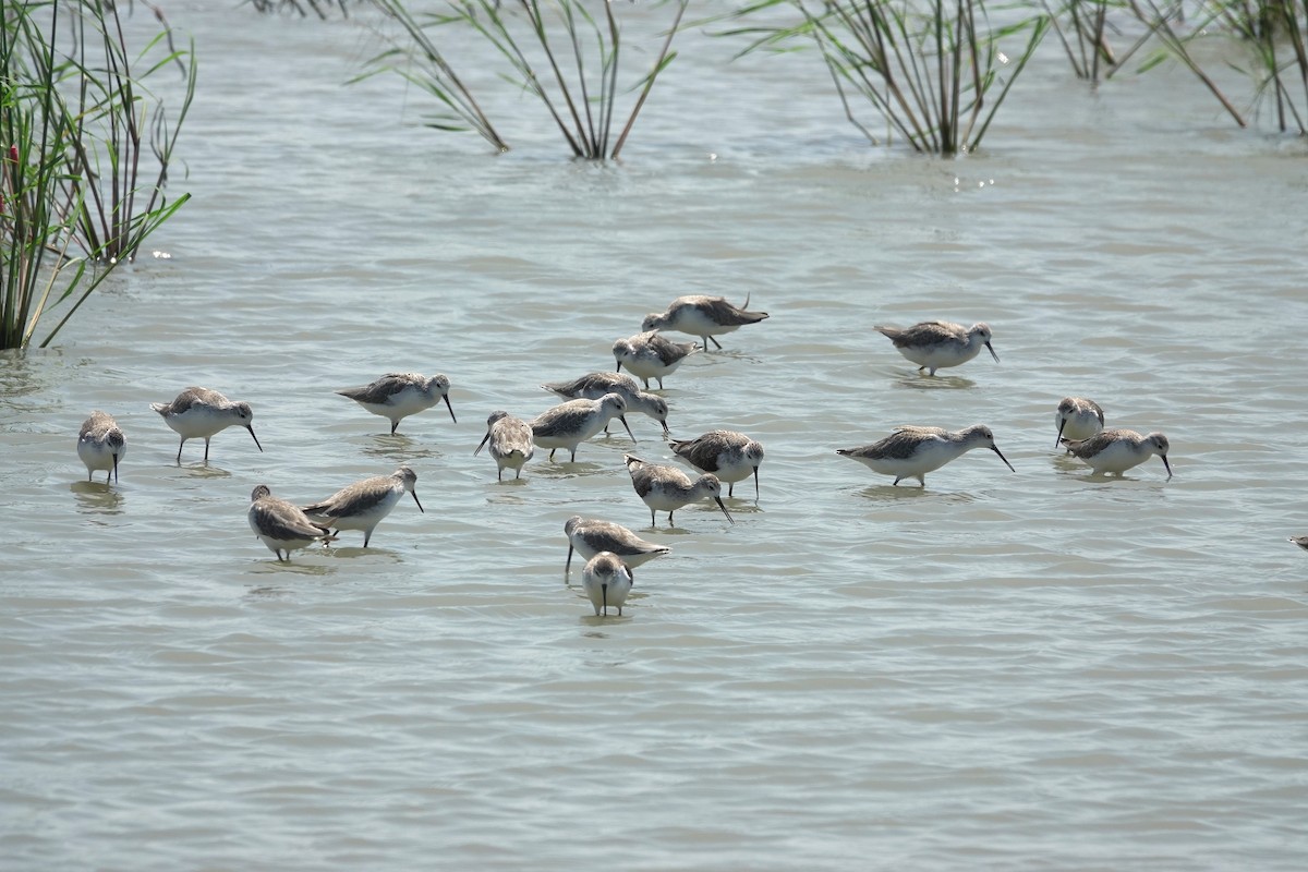 Albastrello - ML644980177