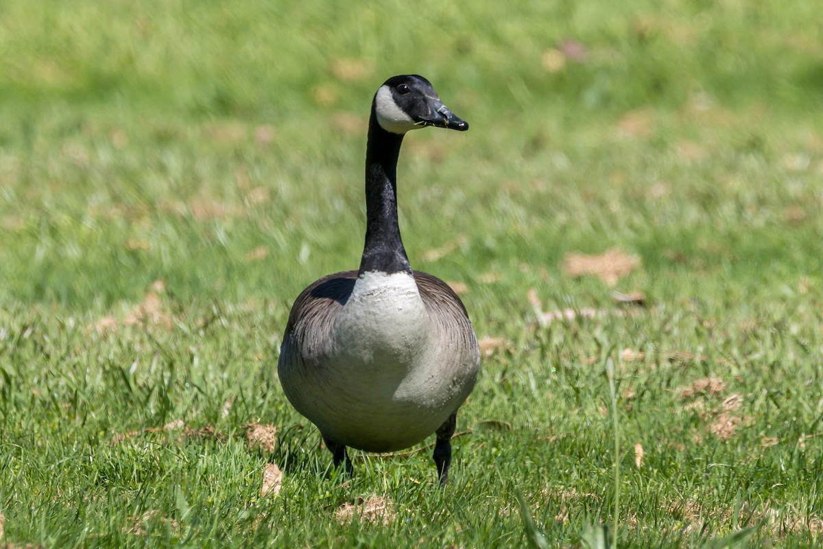 Barnacla Canadiense Grande - ML644980186