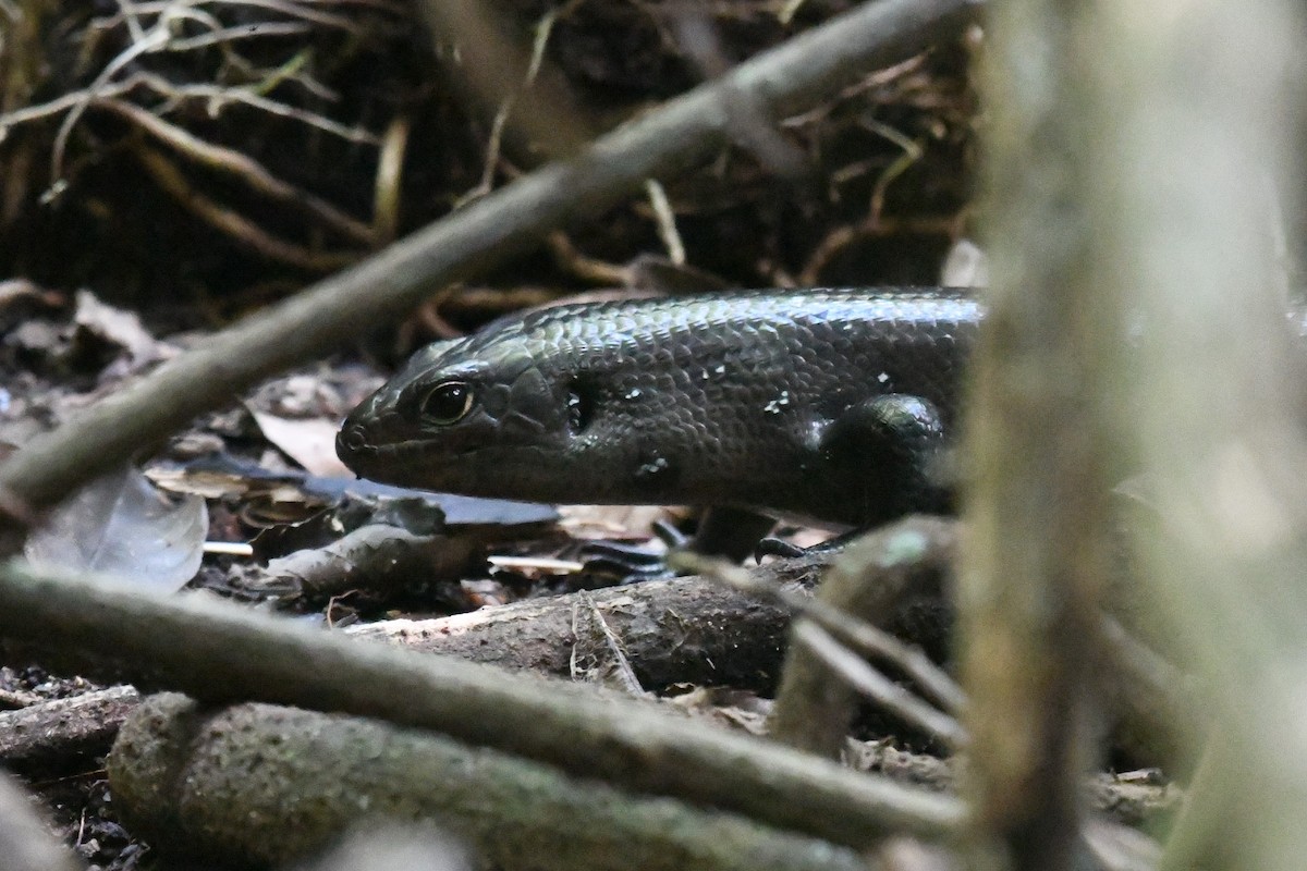 Land Mullet - ML644980209