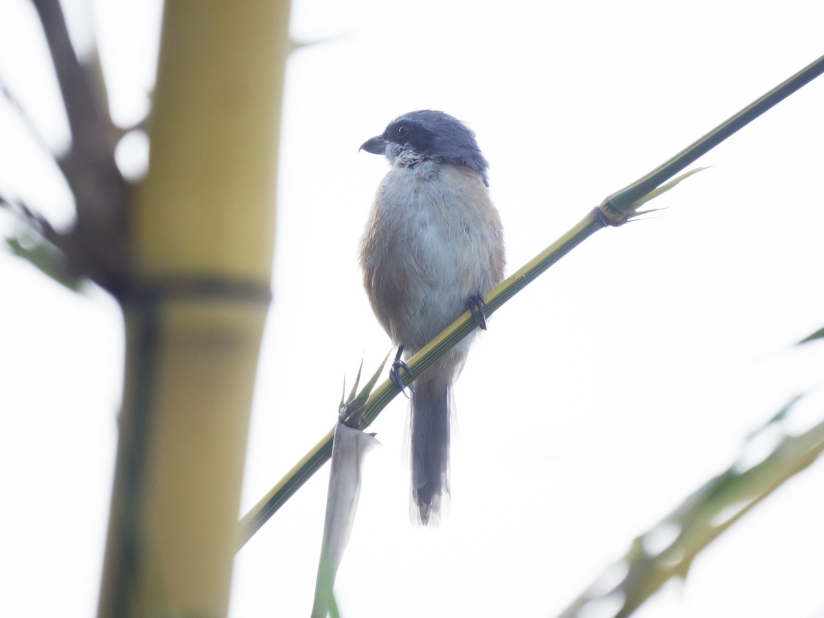 Gray-backed Shrike - ML644980272