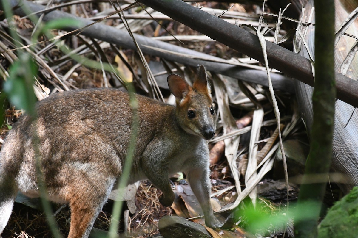 Red-legged Pademelon - ML644980273