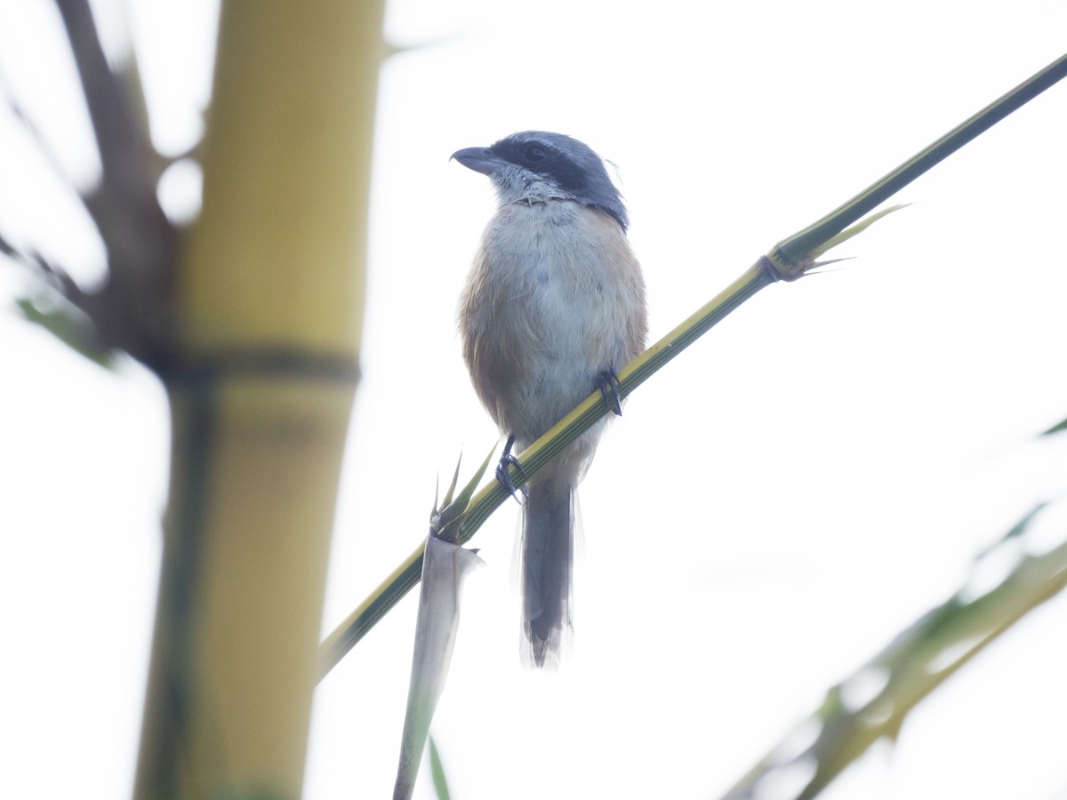 Gray-backed Shrike - ML644980278