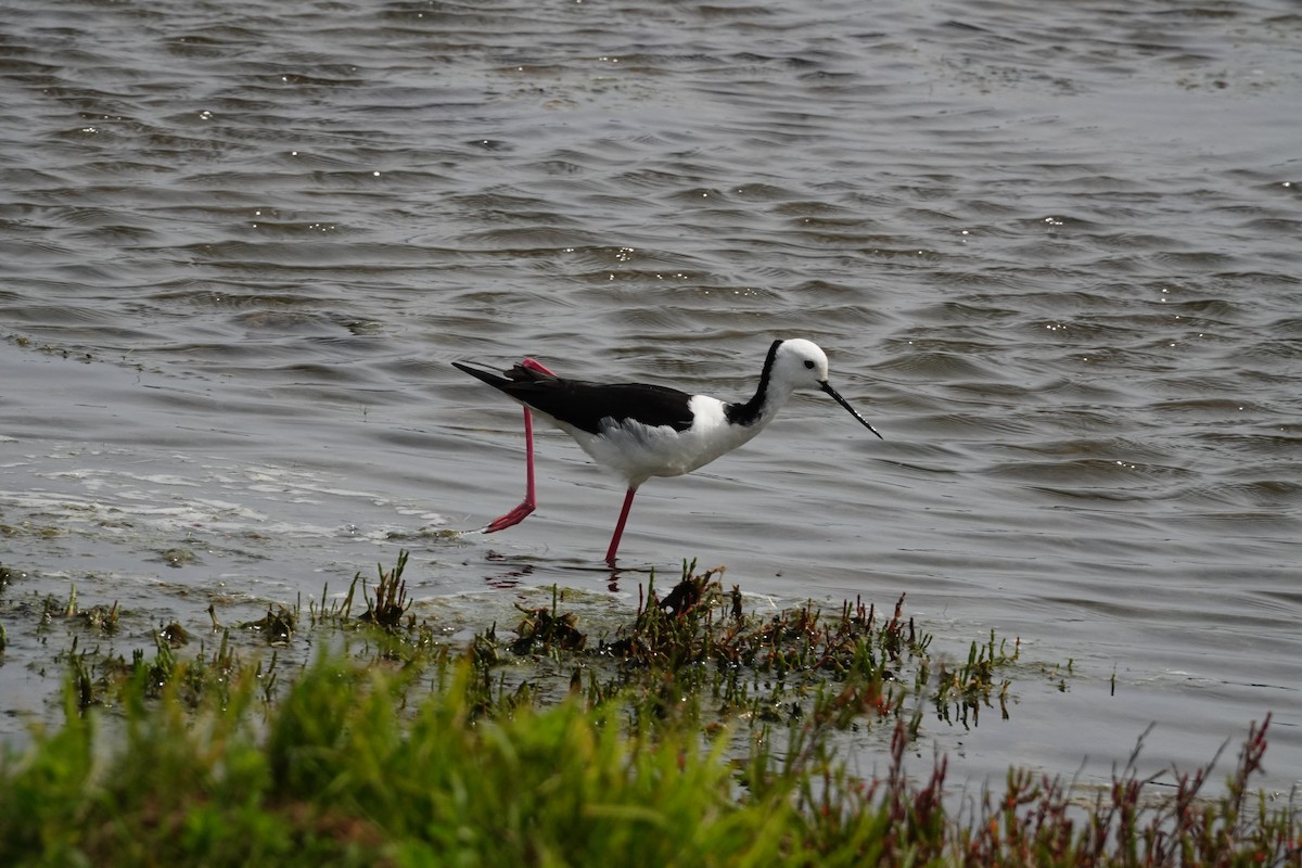 Pied Stilt - ML644980282