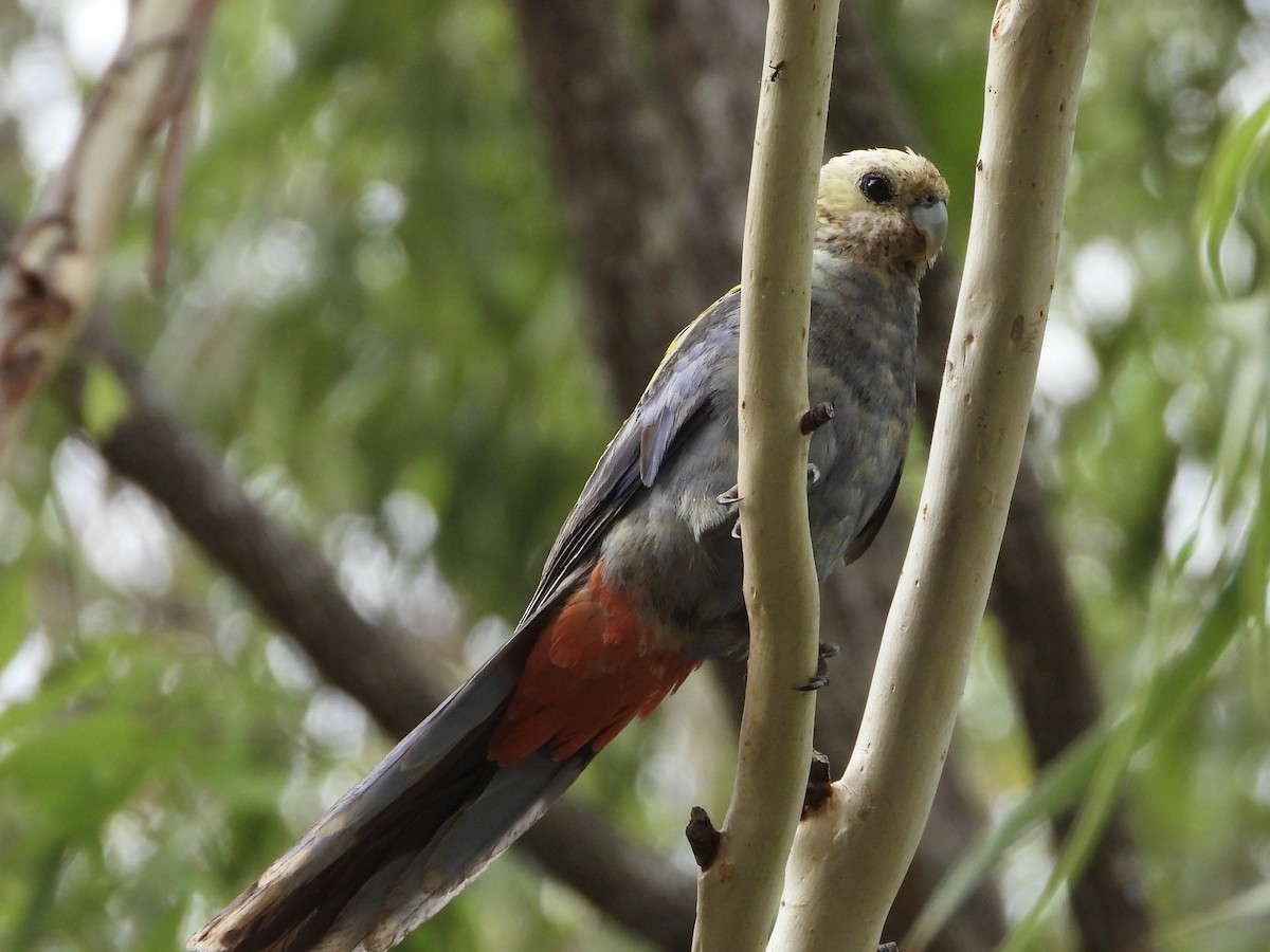 Pale-headed Rosella - ML644980330
