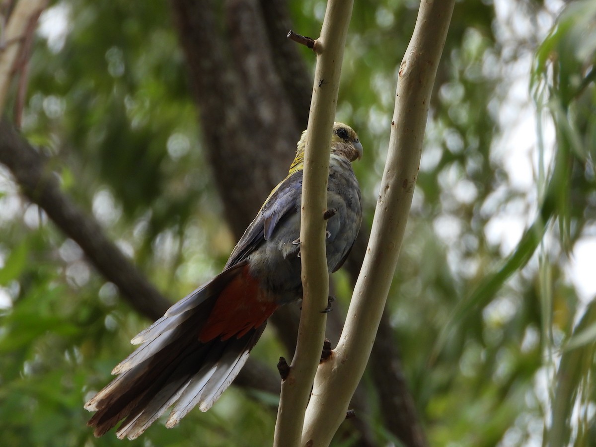 Pale-headed Rosella - ML644980332