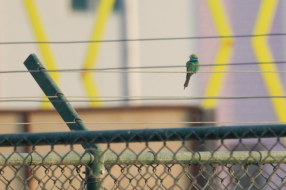 Arabian Green Bee-eater - ML644980359