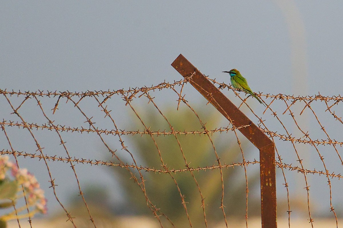 Arabian Green Bee-eater - ML644980360