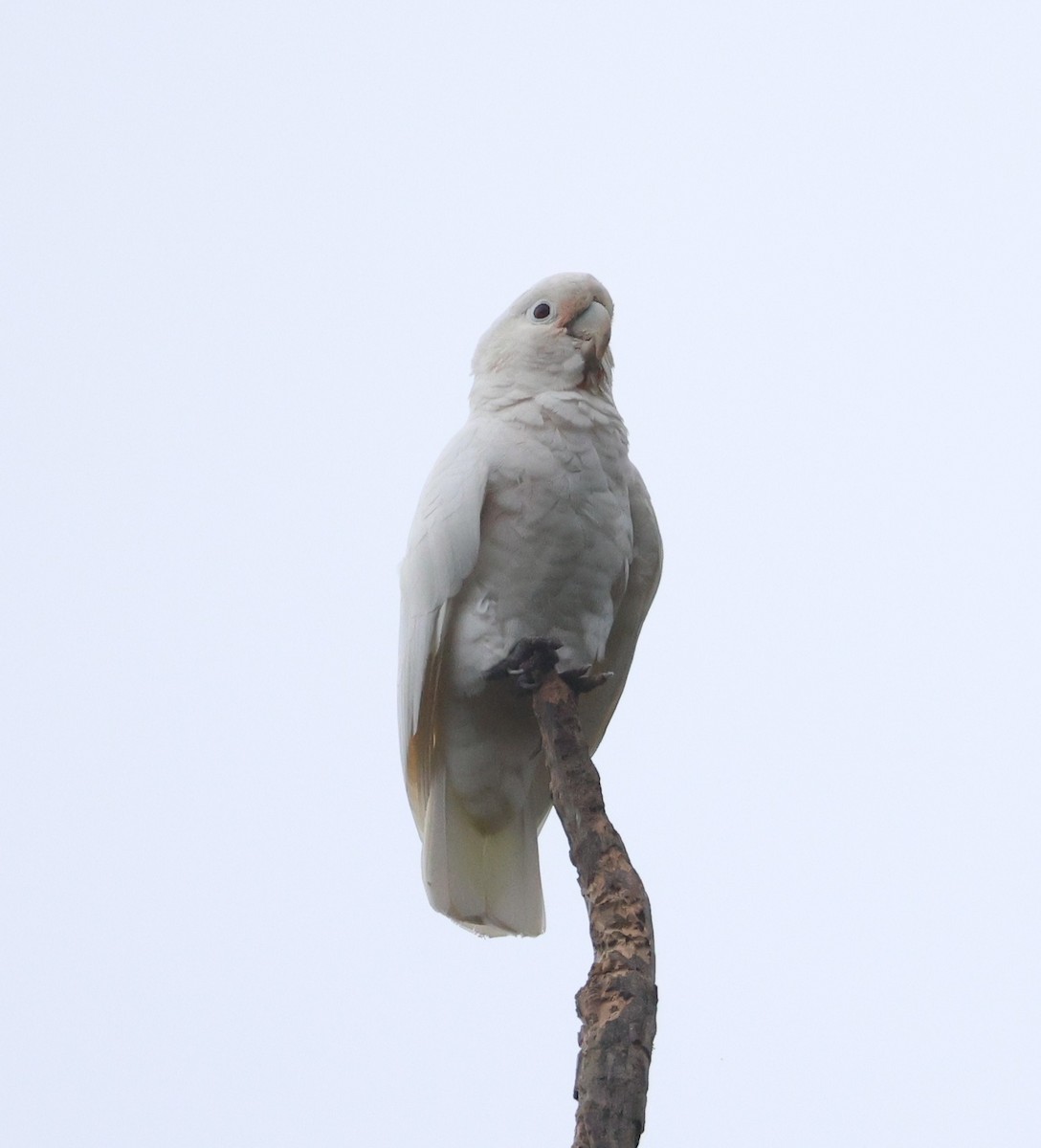 Tanimbar Corella - ML644980362