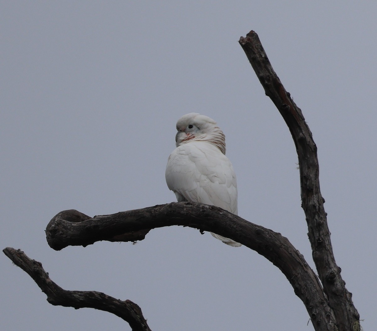Tanimbar Corella - ML644980363