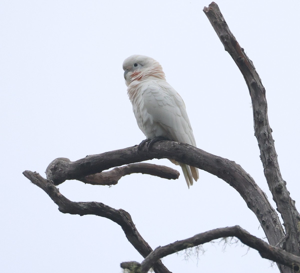 Tanimbar Corella - ML644980364