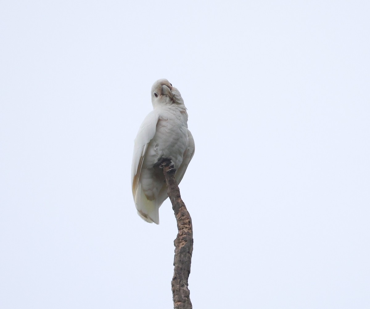 Tanimbar Corella - ML644980365