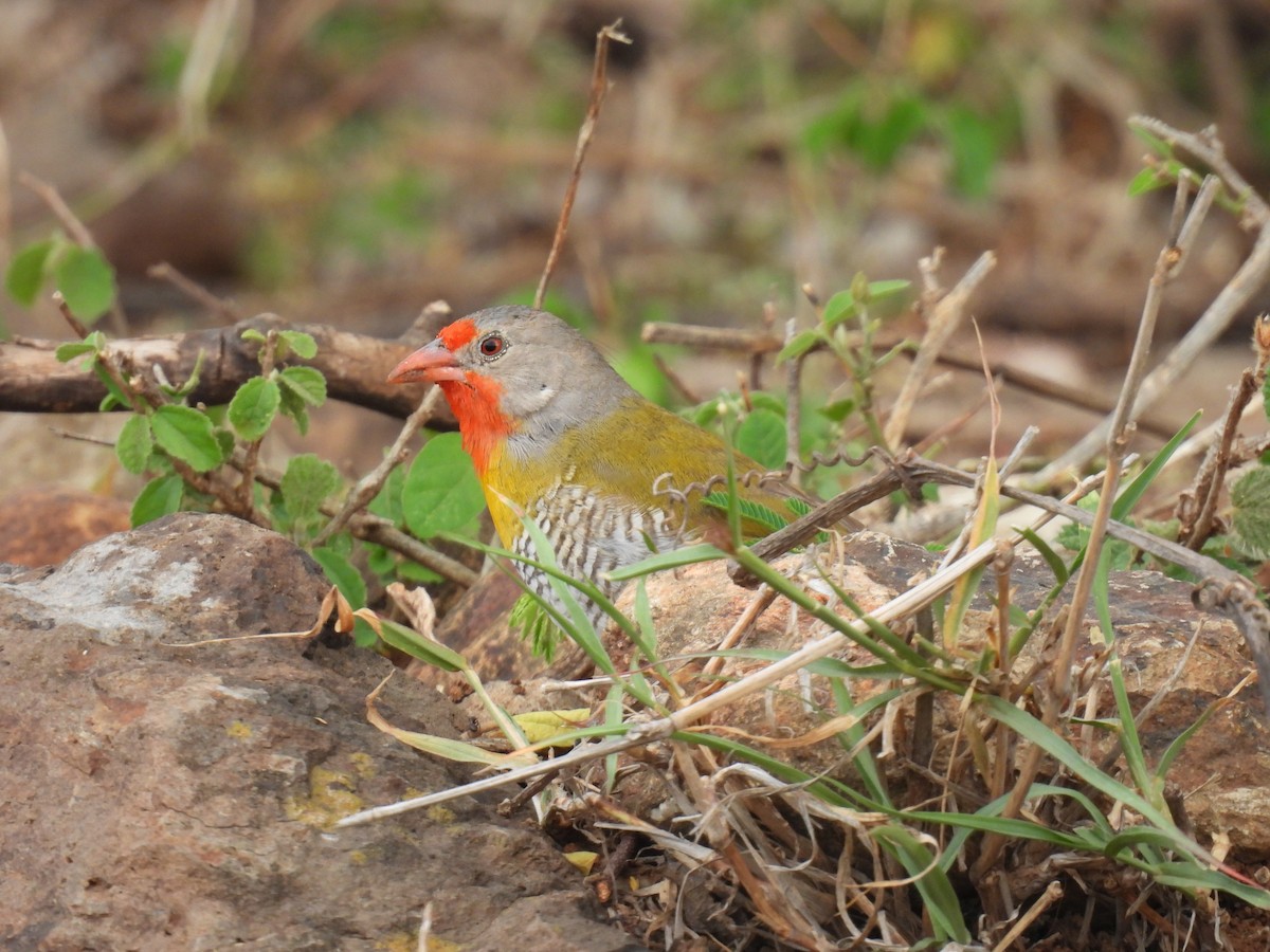 Green-winged Pytilia - ML644980369