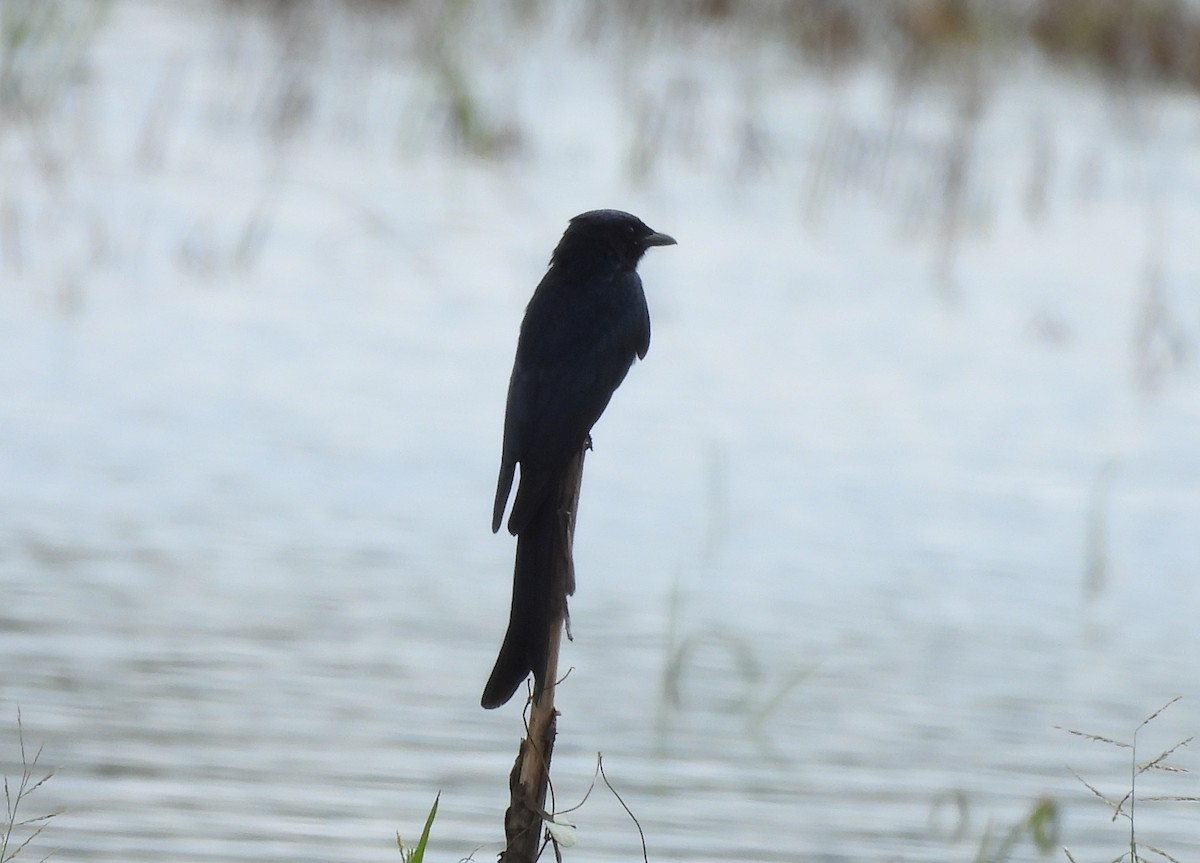 Drongo Real - ML644980374