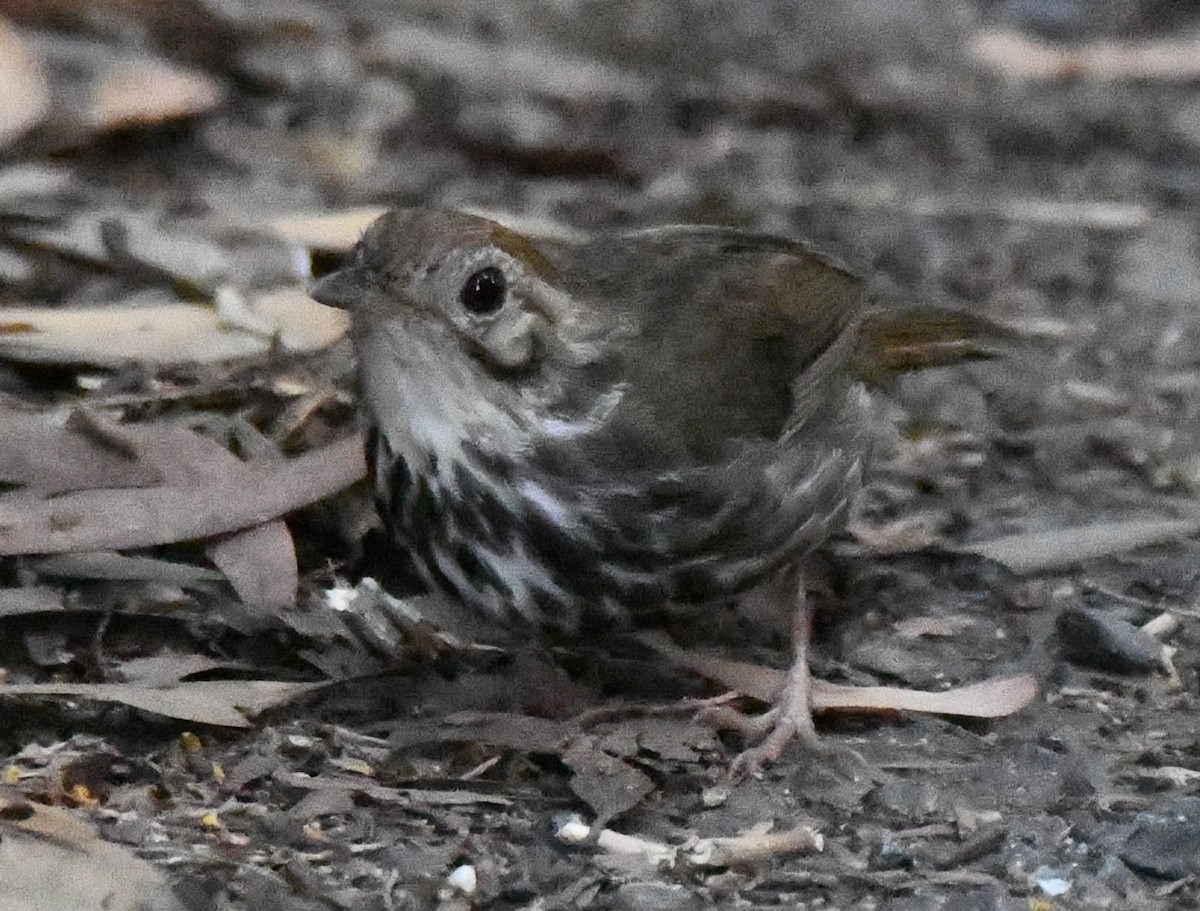 Tordina Pechiestriada - ML644980375