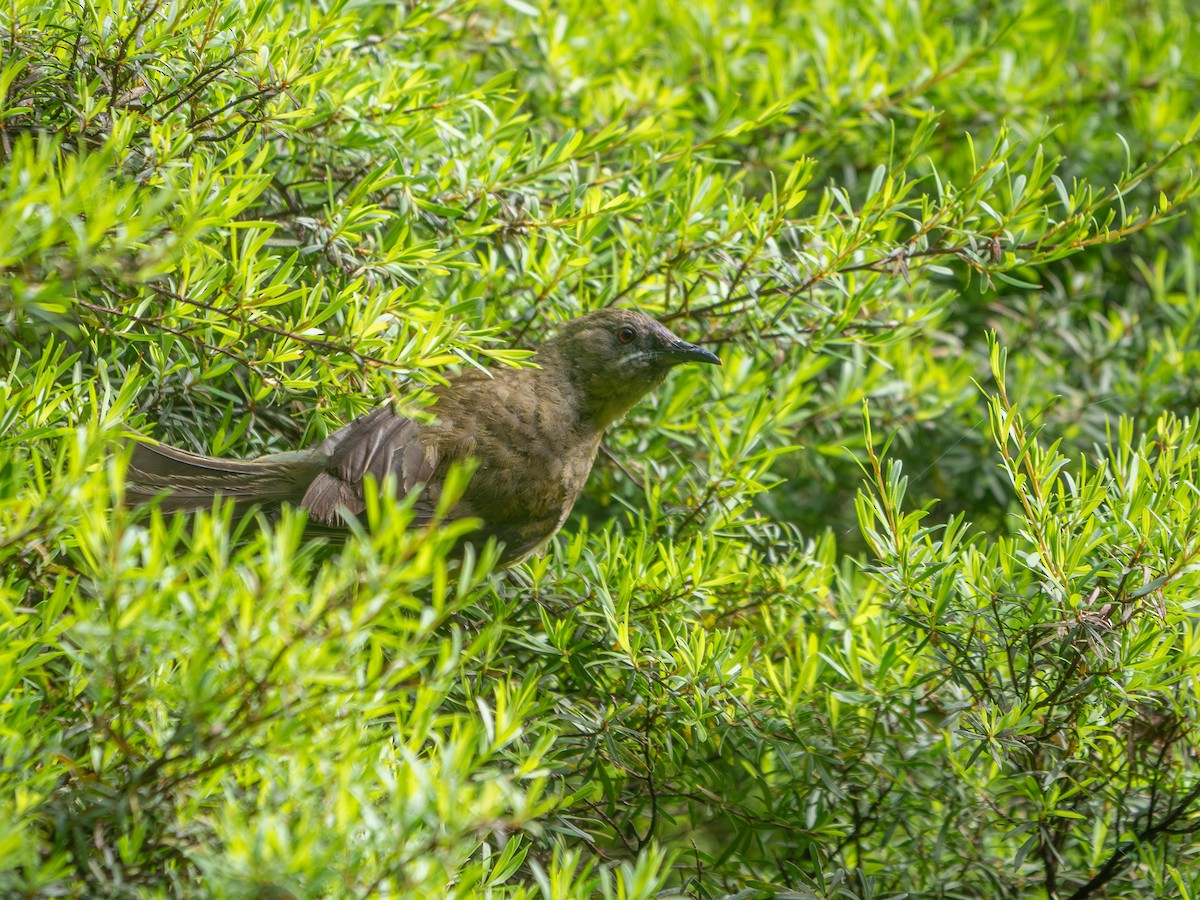 Mielero Maorí - ML644980376