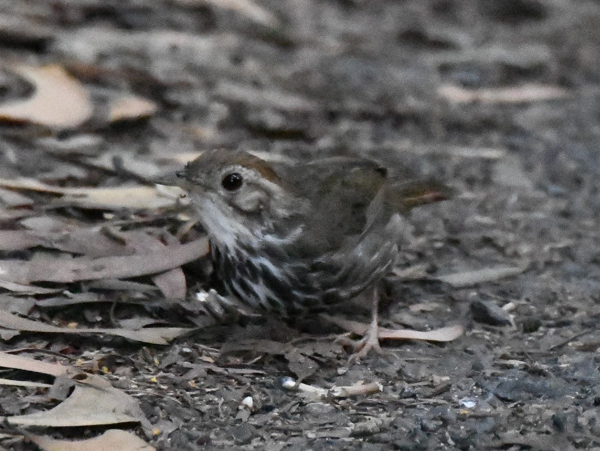 Tordina Pechiestriada - ML644980377