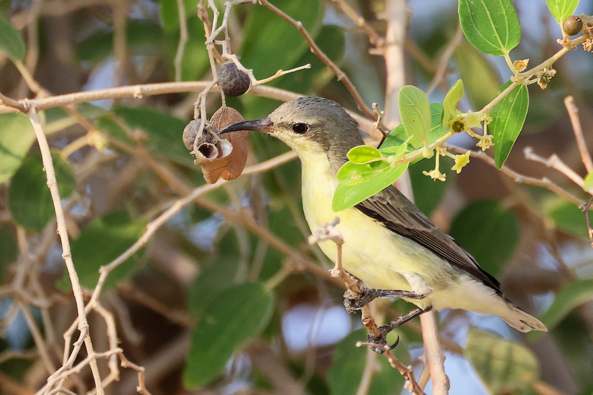 Suimanga Asiático - ML644980378