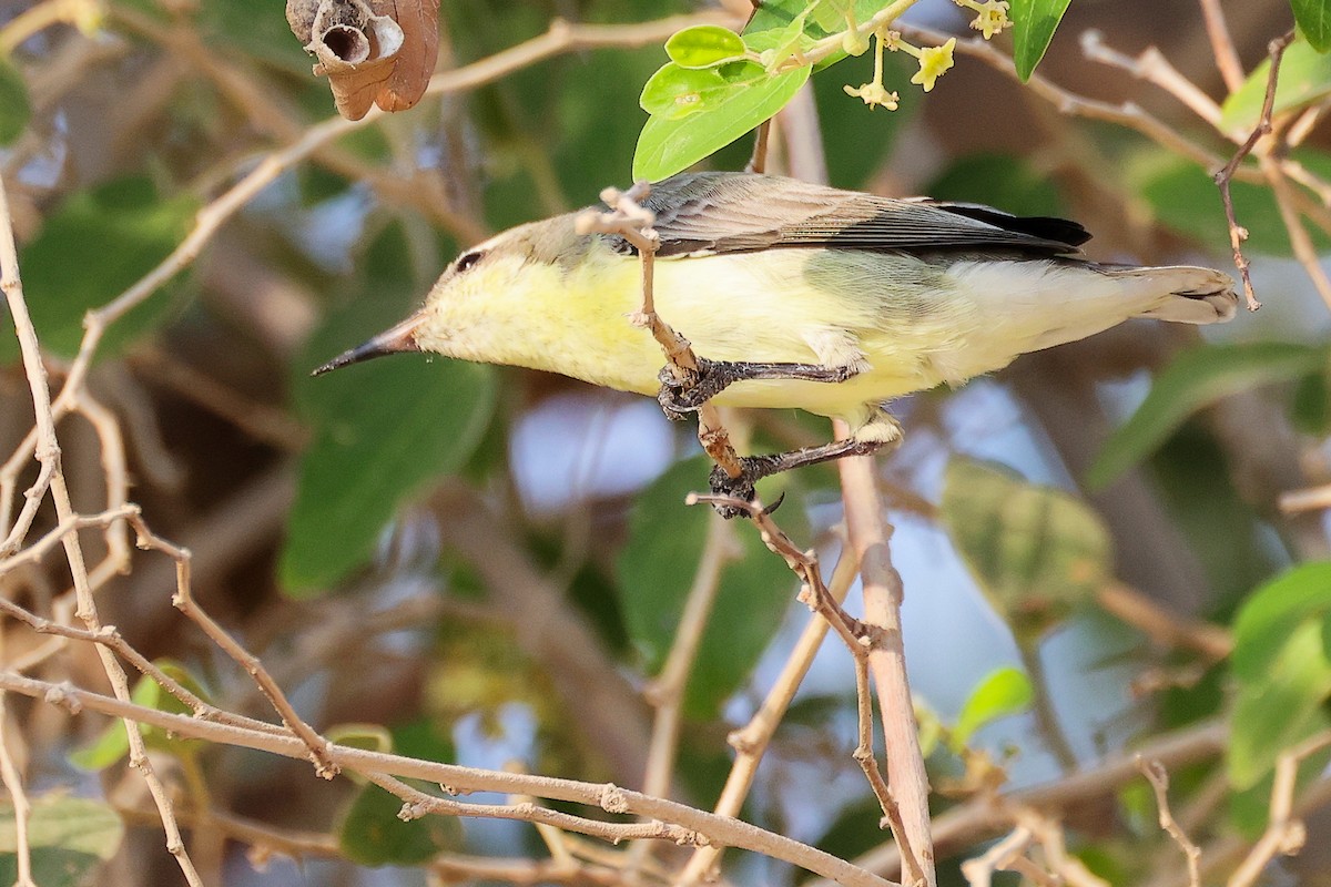 Suimanga Asiático - ML644980379