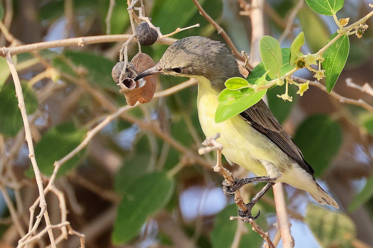 Suimanga Asiático - ML644980380