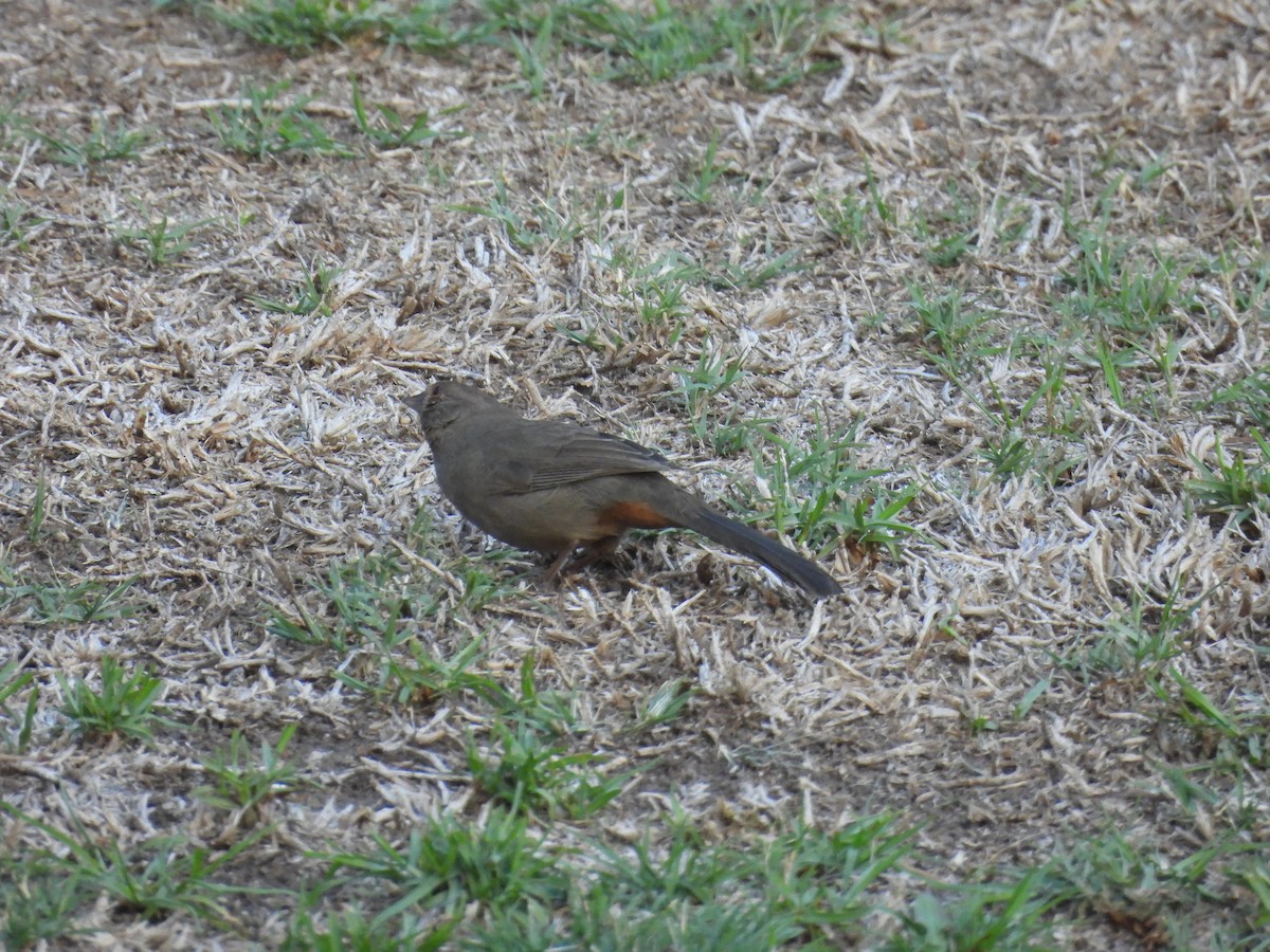Toquí Californiano - ML644980385