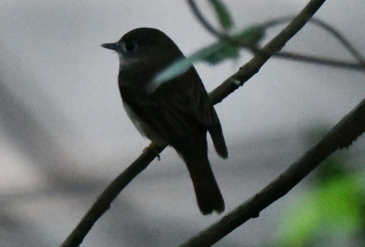 Papamoscas Pardo Asiático - ML644980387